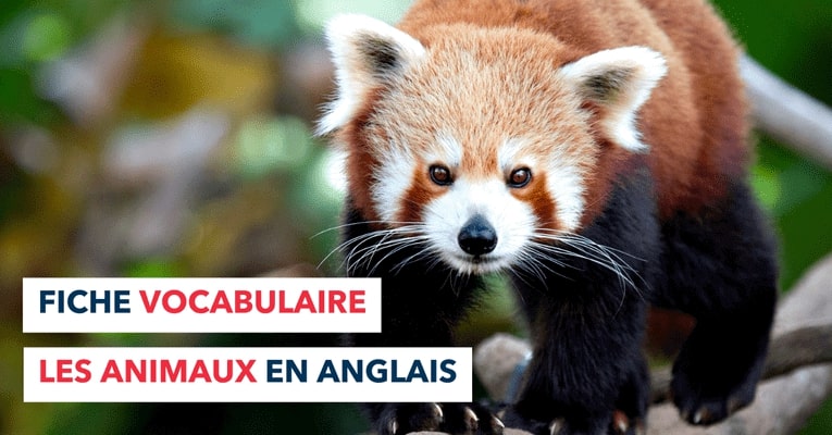 Animaux en anglais liste de vocabulaire